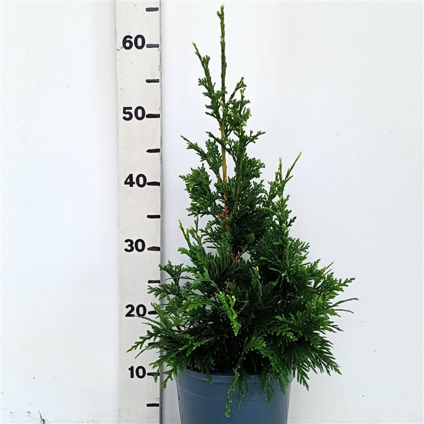 Thuja pl. 'Can-Can' - C3 25-30 CM